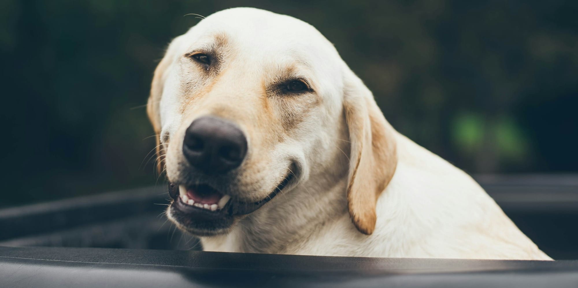 adult yellow Labrador retriever inside black plastic basin