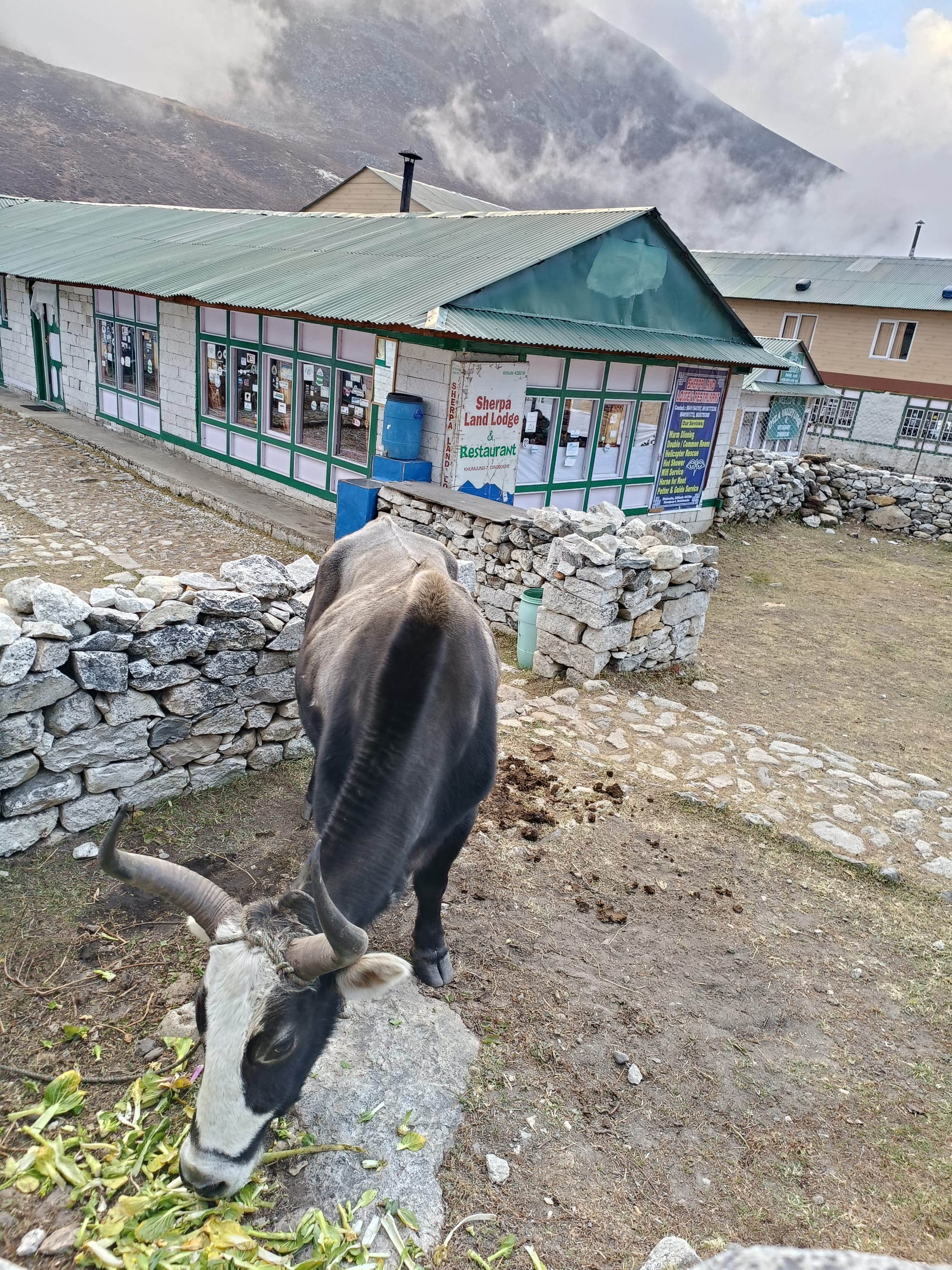 Tea on the mountainside