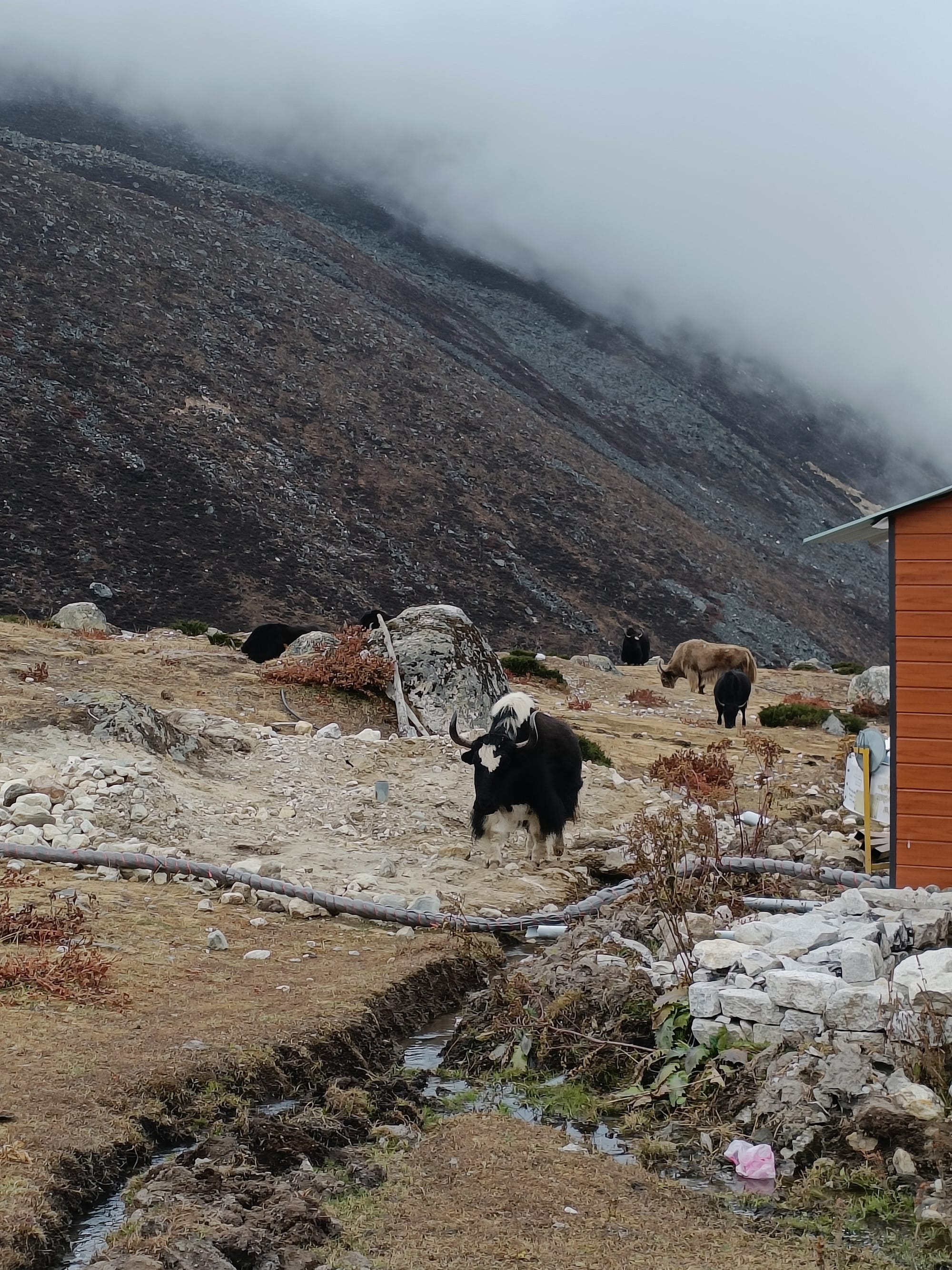 Tea on the mountainside